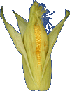 perfect celery