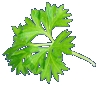 perfect parsley