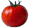 a perfect tomato